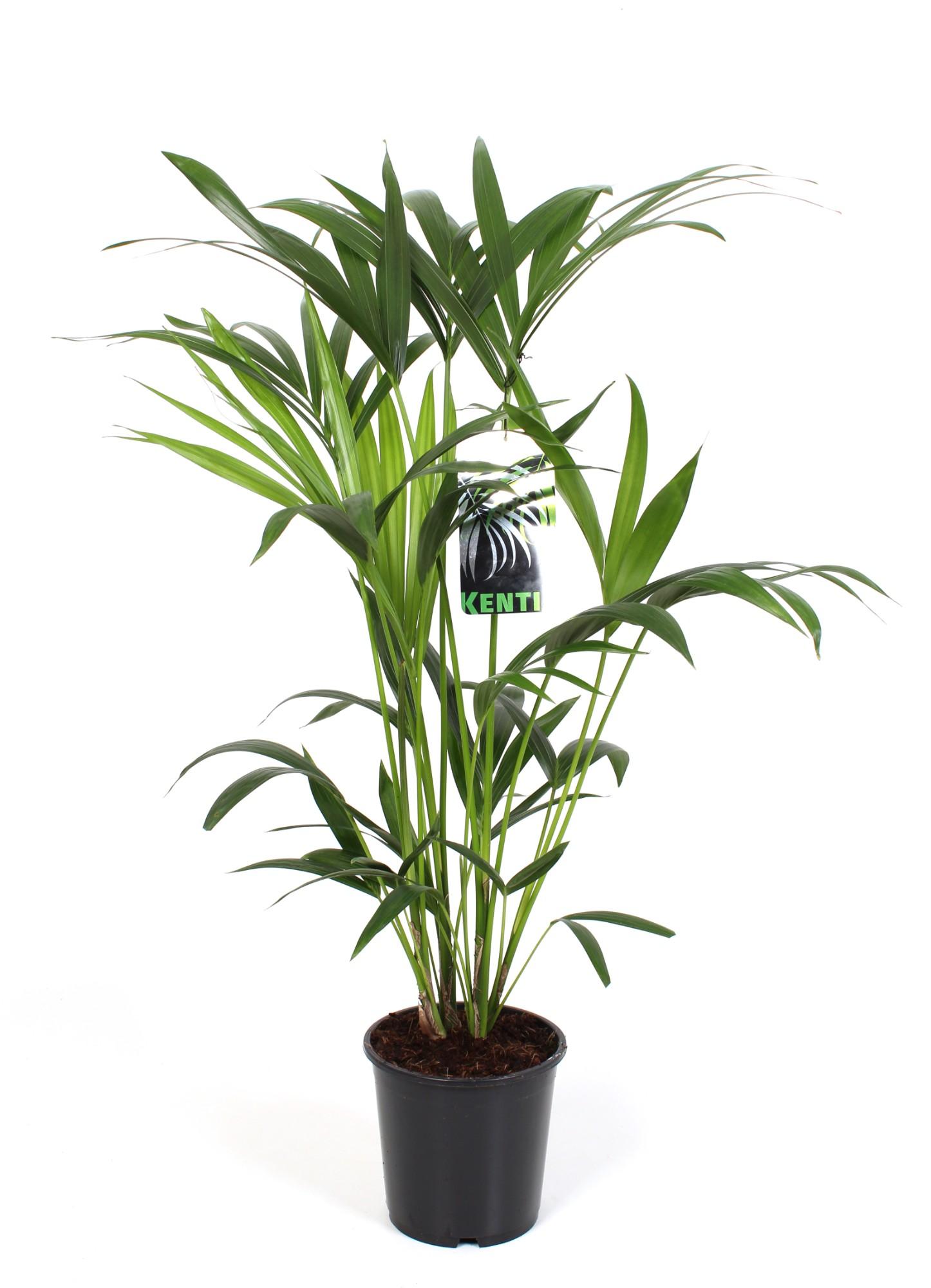 Howea Forsteriana en pot Ø19cm  Hauteur 80cm. Plante verte type Howea Forsteriana, livrée en pot, idéale pour intérieur lumineux.