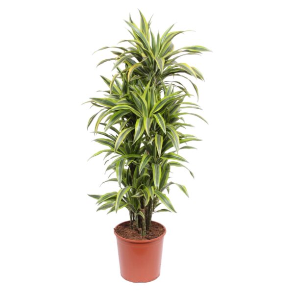 Dracaena Lemon Lime en pot Ø30cm. Plante verte type Dracaena Lemon Lime, livrée en pot, idéale pour intérieur lumineux.