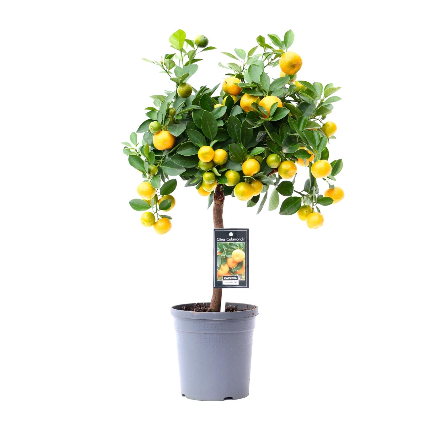 Citrus Calamondin en pot Ø15cm  Hauteur 45cm. Plante verte type Citrus Calamondin, livrée en pot, idéale pour intérieur lumineux.