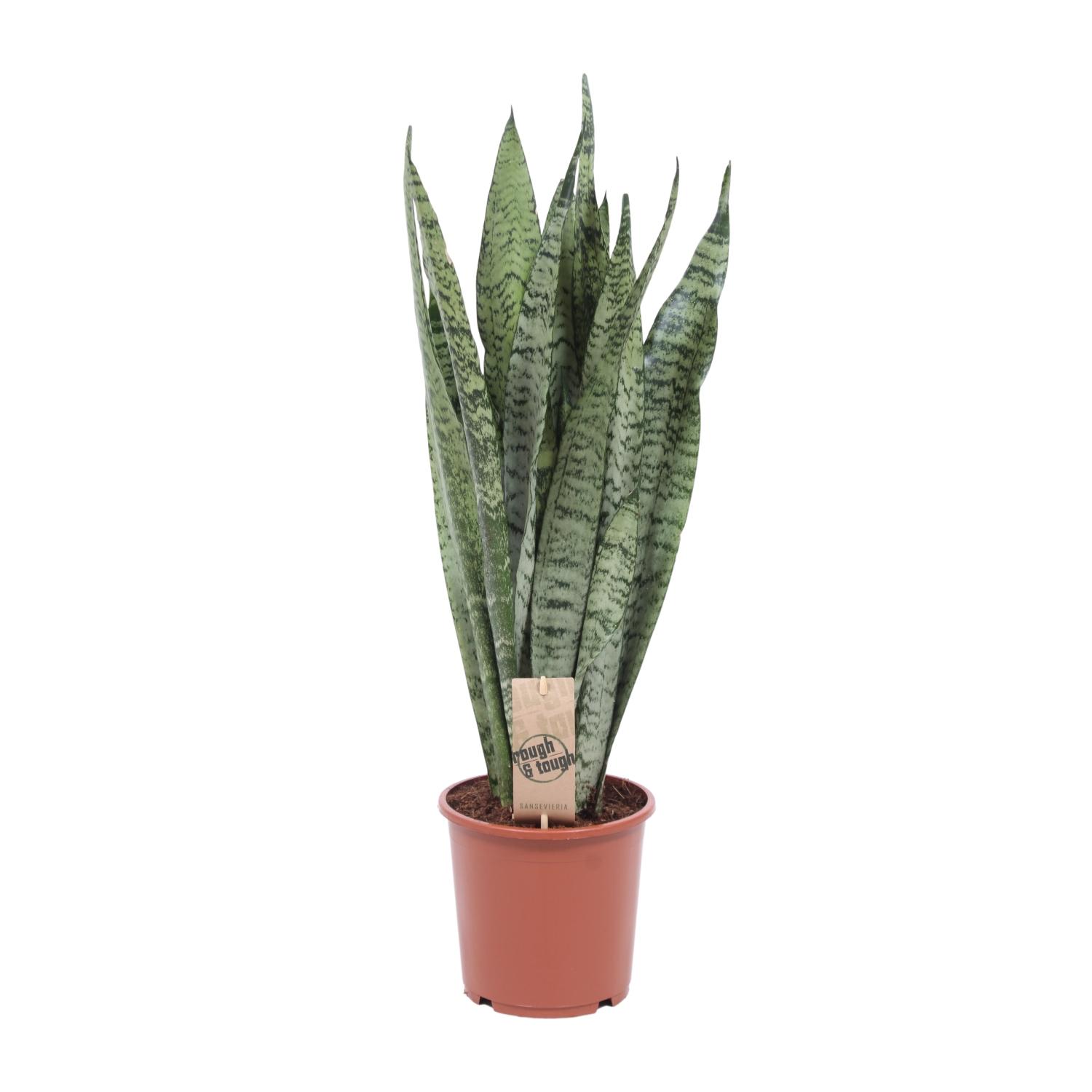 Sansevieria Zeylanica en pot Ø17cm  Hauteur 70cm. Plante verte type Sansevieria Zeylanica, livrée en pot, idéale pour intérieur lumineux.