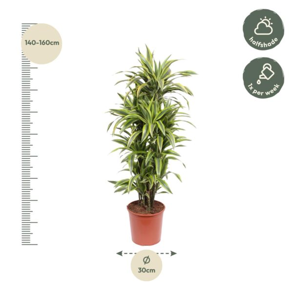 Dracaena Lemon Lime en pot Ø30cm. Plante verte type Dracaena Lemon Lime, livrée en pot, idéale pour intérieur lumineux. – Image 2