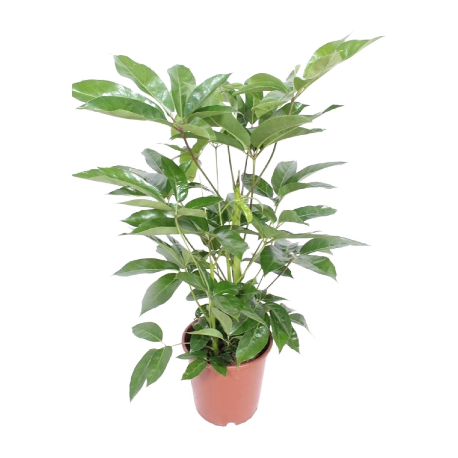Schefflera Actinophylla Amate en pot Ø24cm  Hauteur 100cm. Plante verte type Schefflera Actinophylla Amate, livrée en pot, idéale pour intérieur lumineux.