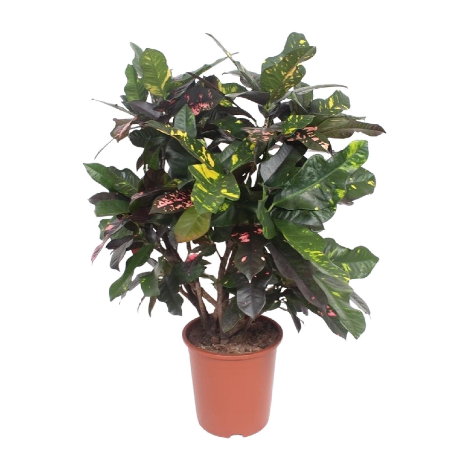 Codiaeum Magnificent (Croton Magnificent) en pot Ø27cm  Hauteur 110cm. Plante verte type Codiaeum Magnificent (Croton Magnificent), livrée en pot, idéale pour intérieur lumineux.