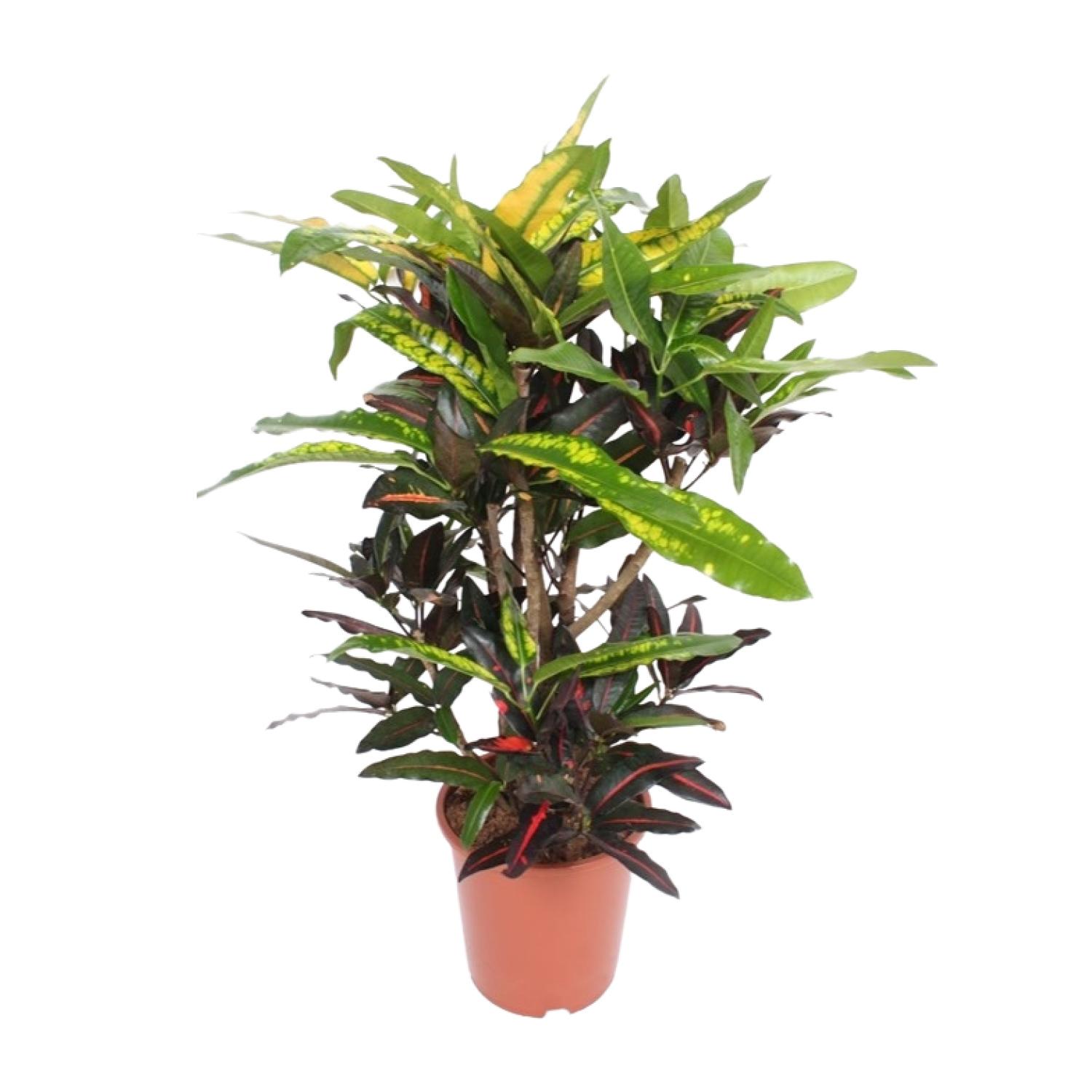 Codiaeum Mango (Croton Mango) en pot Ø27cm  Hauteur 110cm. Plante verte type Codiaeum Mango (Croton Mango), livrée en pot, idéale pour intérieur lumineux.