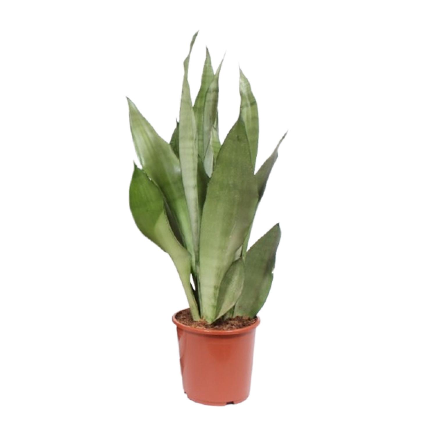 Sansevieria Moonshine en pot Ø17cm  Hauteur 60cm. Plante verte type Sansevieria Moonshine, livrée en pot, idéale pour intérieur lumineux.