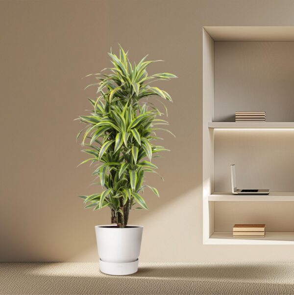 Dracaena Lemon Lime en pot Ø30cm. Plante verte type Dracaena Lemon Lime, livrée en pot, idéale pour intérieur lumineux. – Image 4