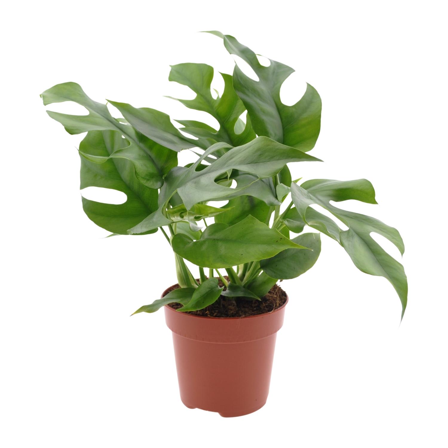 Monstera Minima en pot Ø12cm  Hauteur 25cm. Plante verte type Monstera Minima, livrée en pot, idéale pour intérieur lumineux.