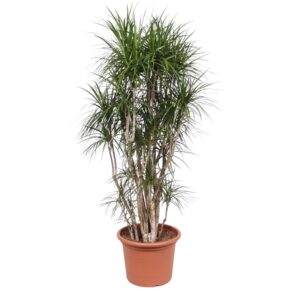 Dracaena Marginata vertakt en pot Ø40cm. Plante verte type Dracaena Marginata vertakt, livrée en pot, idéale pour intérieur lumineux.