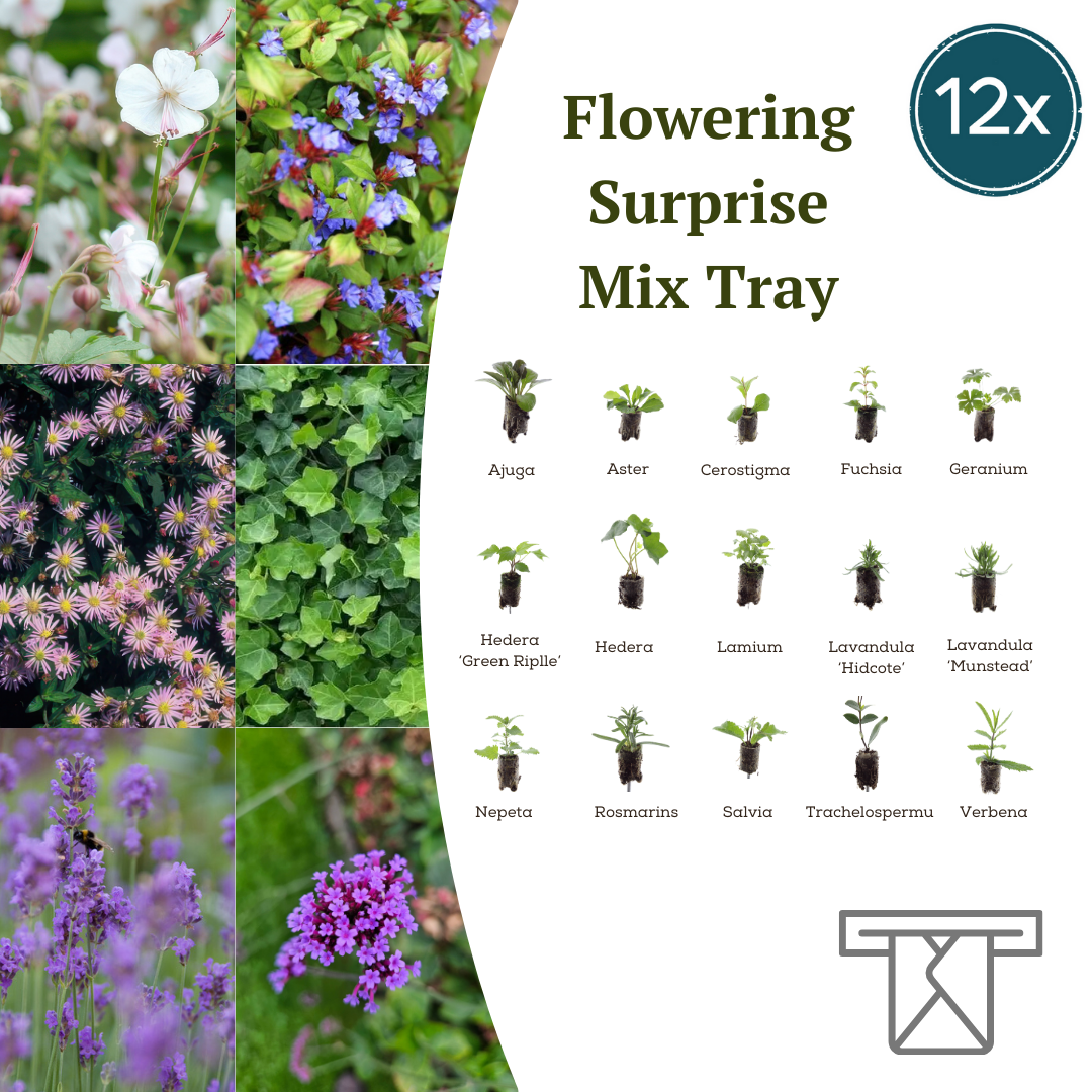 Mix Tray  12 Pluggen | Laat je Verrassen door een Kleurrijke Plantenmix! en pot. Plante verte type Mix Tray  12 Pluggen | Laat je Verrassen door een Kleurrijke Plantenmix!, livrée en pot, idéale pour intérieur lumineux.