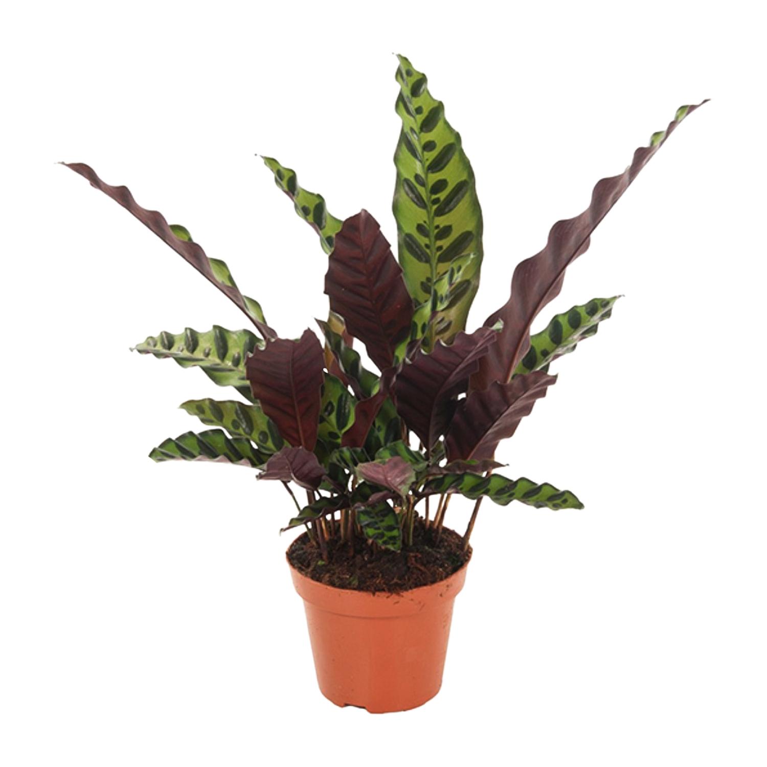 Calathea Insignis en pot Ø12cm  Hauteur 50cm. Plante verte type Calathea Insignis, livrée en pot, idéale pour intérieur lumineux.