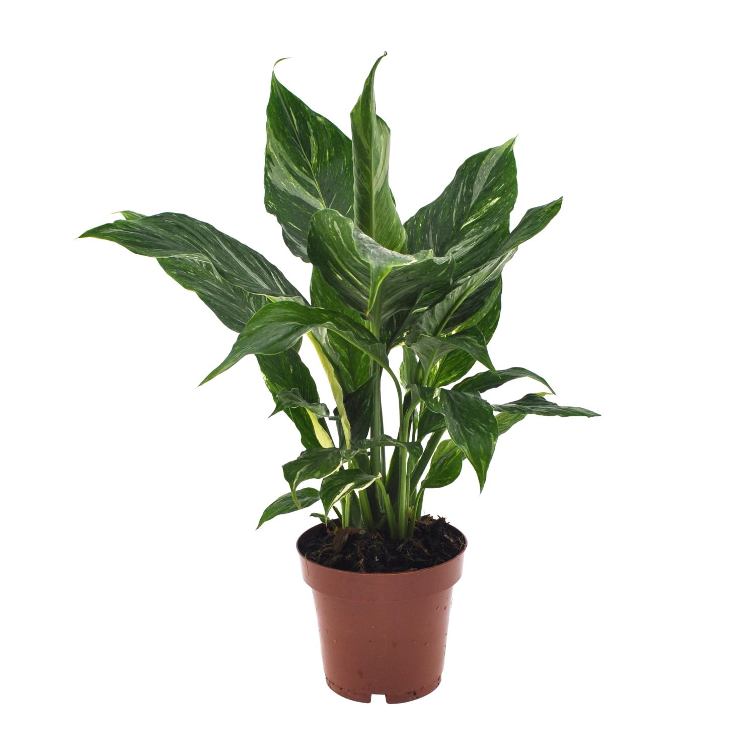 Spathiphyllum Diamond en pot Ø12cm  Hauteur 40cm. Plante verte type Spathiphyllum Diamond, livrée en pot, idéale pour intérieur lumineux.