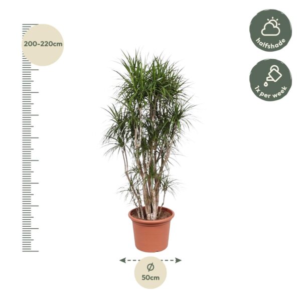 Dracaena Marginata vertakt en pot Ø40cm. Plante verte type Dracaena Marginata vertakt, livrée en pot, idéale pour intérieur lumineux. – Image 2