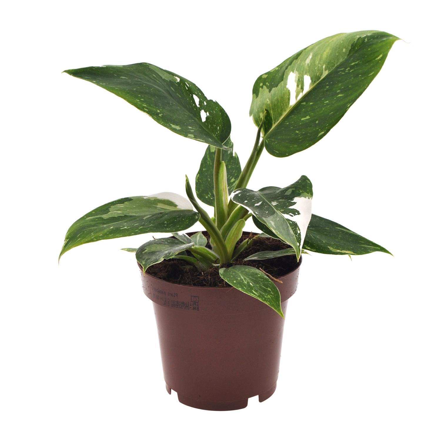 Philodendron White Princess en pot Ø12cm  Hauteur 25cm. Plante verte type Philodendron White Princess, livrée en pot, idéale pour intérieur lumineux.