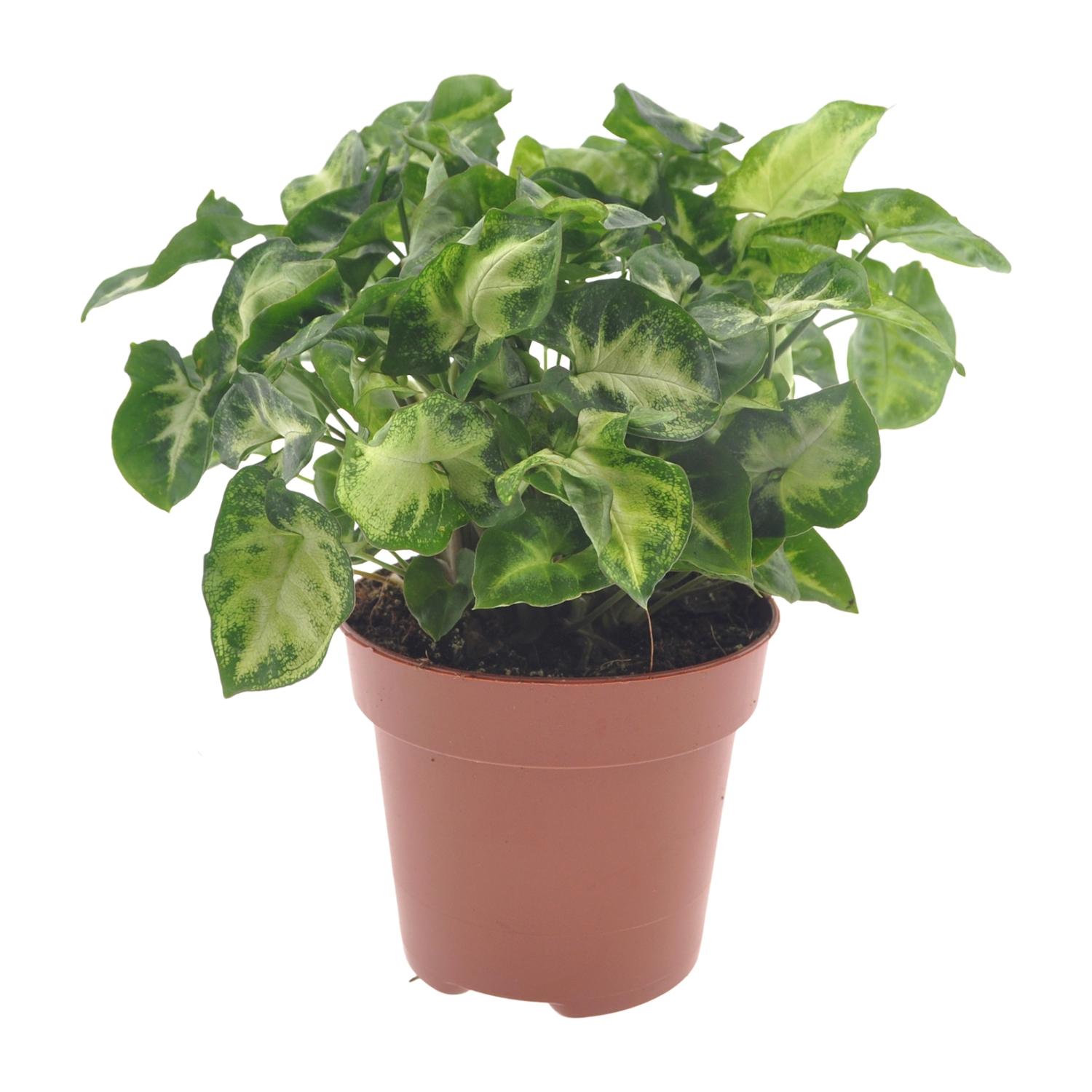 Syngonium Pixie en pot Ø12cm  Hauteur 20cm. Plante verte type Syngonium Pixie, livrée en pot, idéale pour intérieur lumineux.