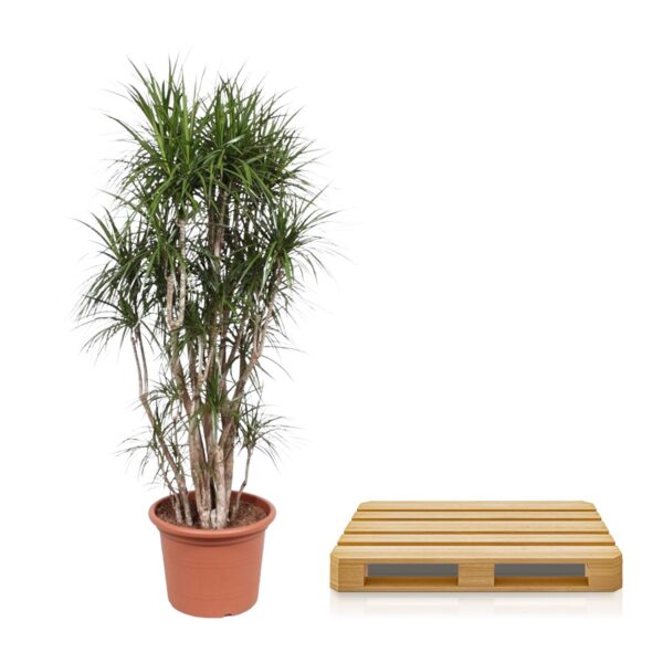 Dracaena Marginata vertakt en pot Ø40cm. Plante verte type Dracaena Marginata vertakt, livrée en pot, idéale pour intérieur lumineux. – Image 3