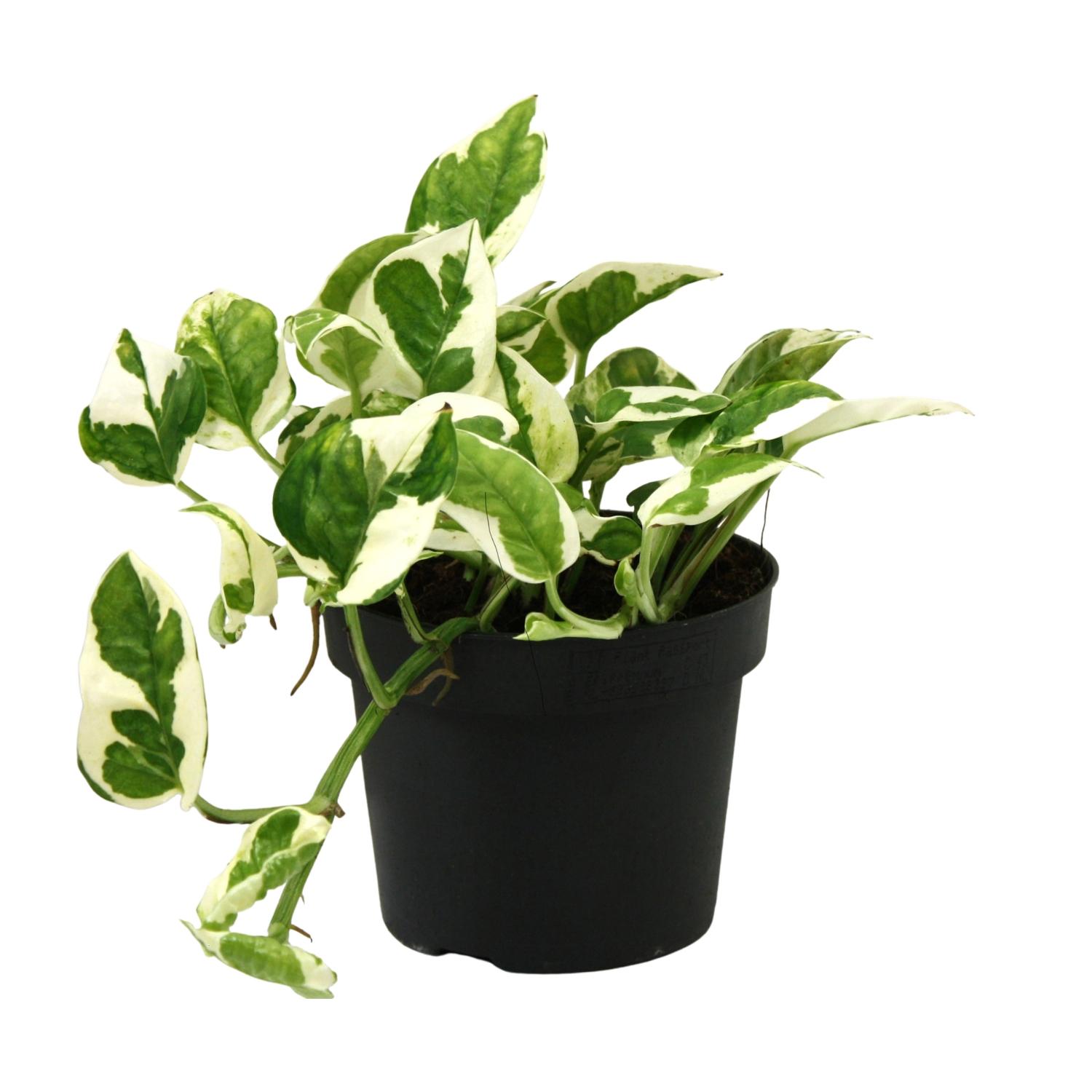 Scindapsus (Epipremnum) N'joy en pot Ø12cm  Hauteur 15cm. Plante verte type Scindapsus (Epipremnum) N'joy, livrée en pot, idéale pour intérieur lumineux.
