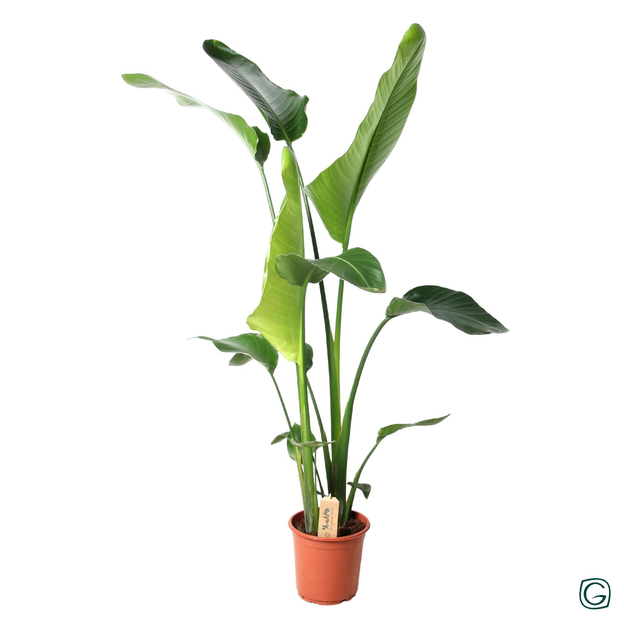 Strelitzia Nicolai en pot Ø21cm  Hauteur 100cm. Plante verte type Strelitzia Nicolai, livrée en pot, idéale pour intérieur lumineux.