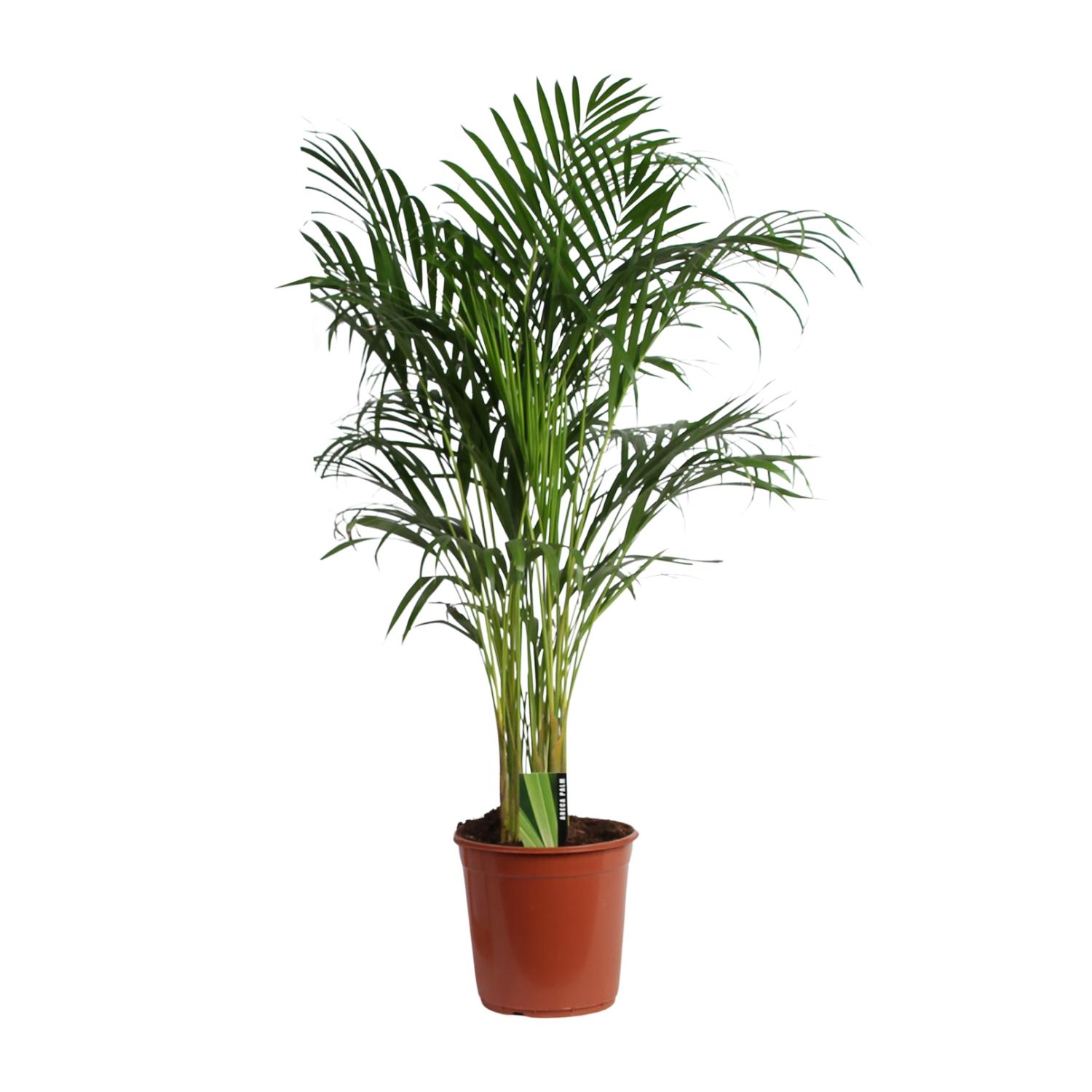 Dypsis Lutescens (Areca) A2 en pot Ø24cm  Hauteur 120cm. Plante verte type Dypsis Lutescens (Areca) A2, livrée en pot, idéale pour intérieur lumineux.