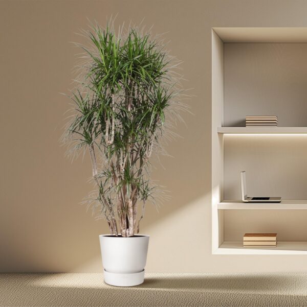 Dracaena Marginata vertakt en pot Ø40cm. Plante verte type Dracaena Marginata vertakt, livrée en pot, idéale pour intérieur lumineux. – Image 4