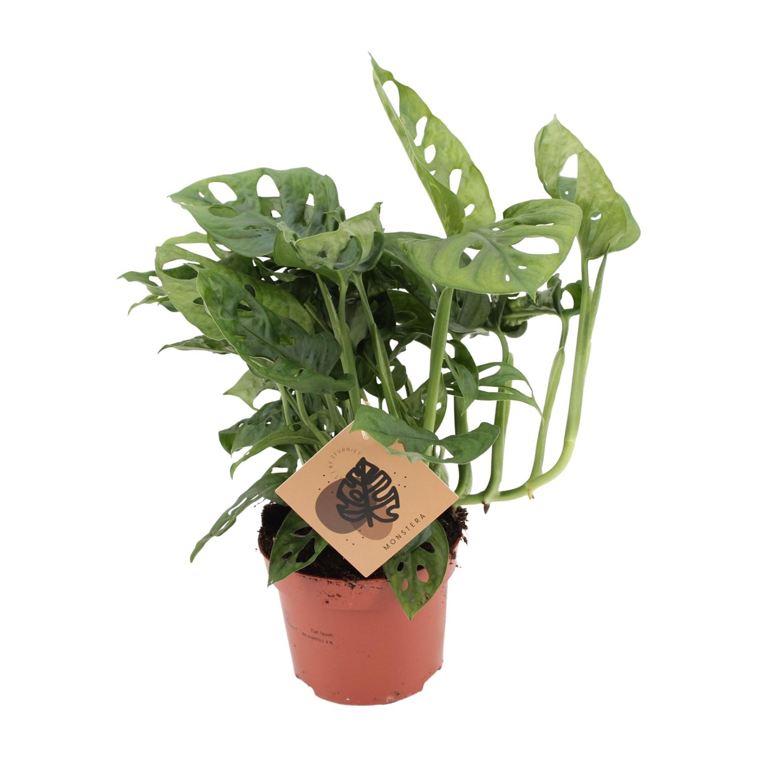 Monstera Monkey en pot Ø12cm  Hauteur 30cm. Plante verte type Monstera Monkey, livrée en pot, idéale pour intérieur lumineux.