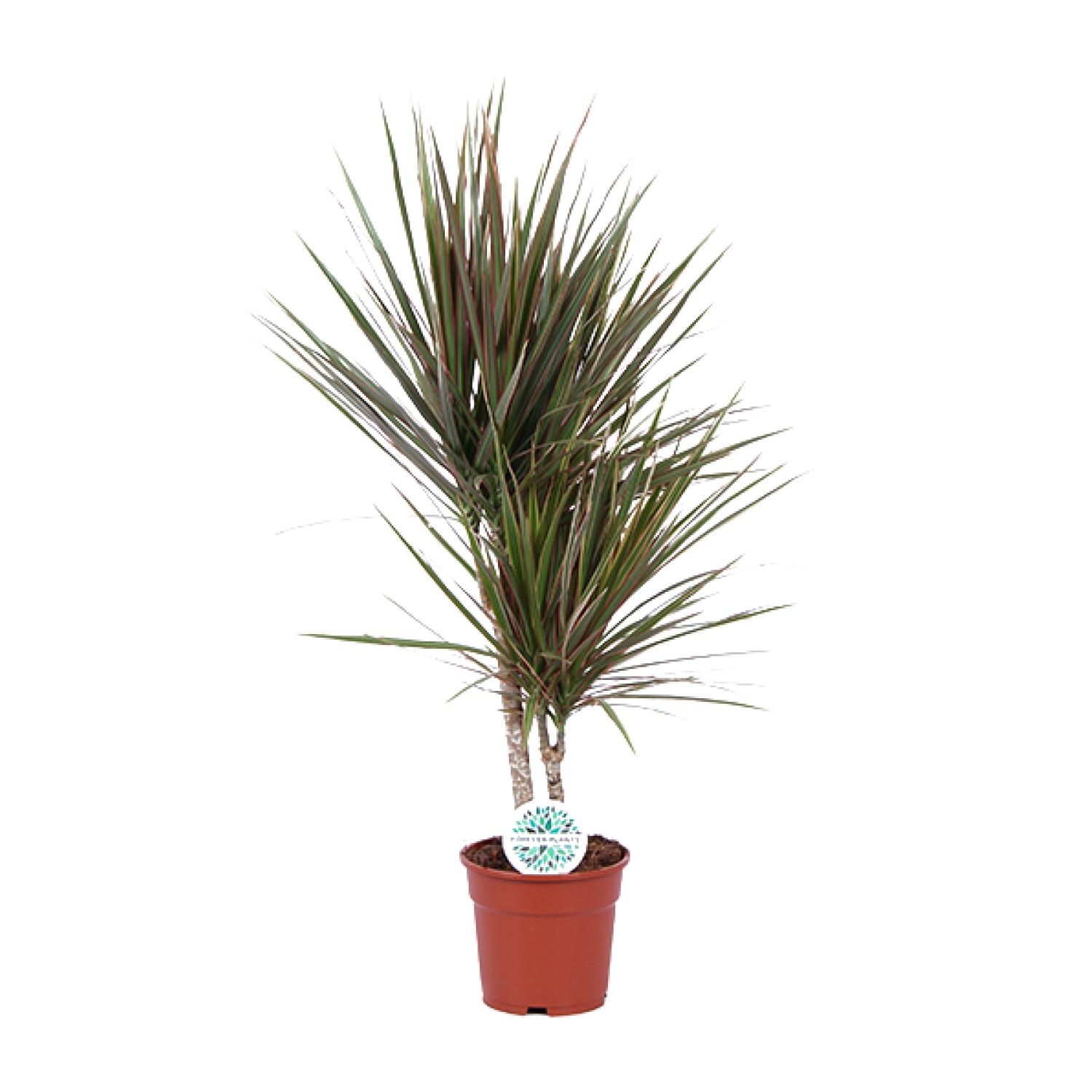 Dracaena Bicolor en pot Ø17cm  Hauteur 75cm. Plante verte type Dracaena Bicolor, livrée en pot, idéale pour intérieur lumineux.