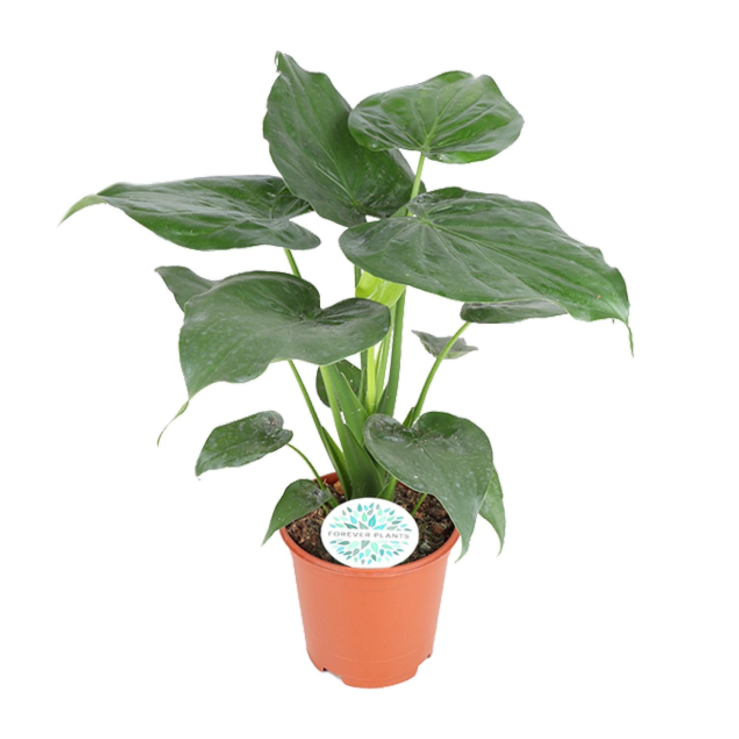 Alocasia Cucullata en pot Ø21cm  Hauteur 80cm. Plante verte type Alocasia Cucullata, livrée en pot, idéale pour intérieur lumineux.