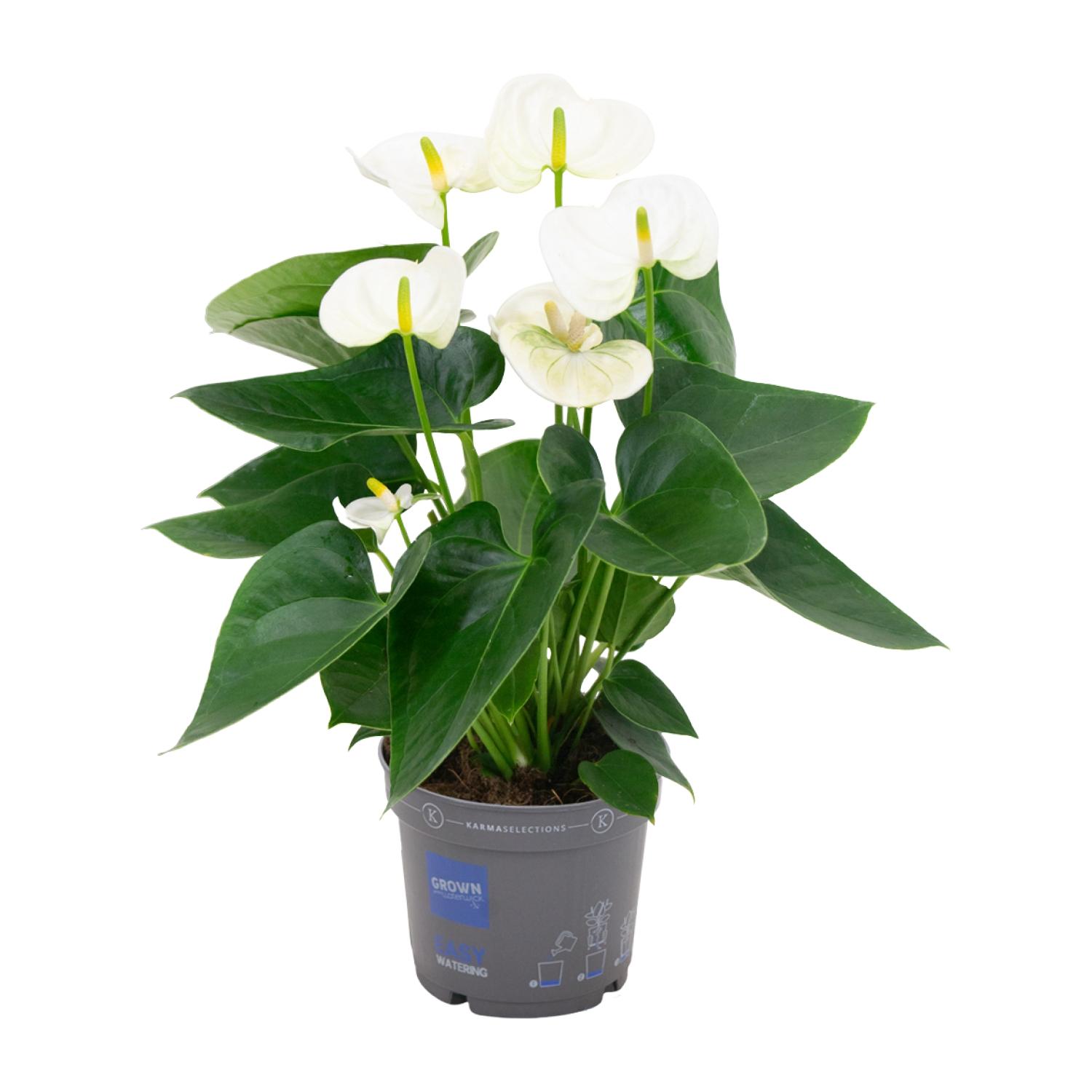 Anthurium White en pot Ø12cm  Hauteur 43cm. Plante verte type Anthurium White, livrée en pot, idéale pour intérieur lumineux.