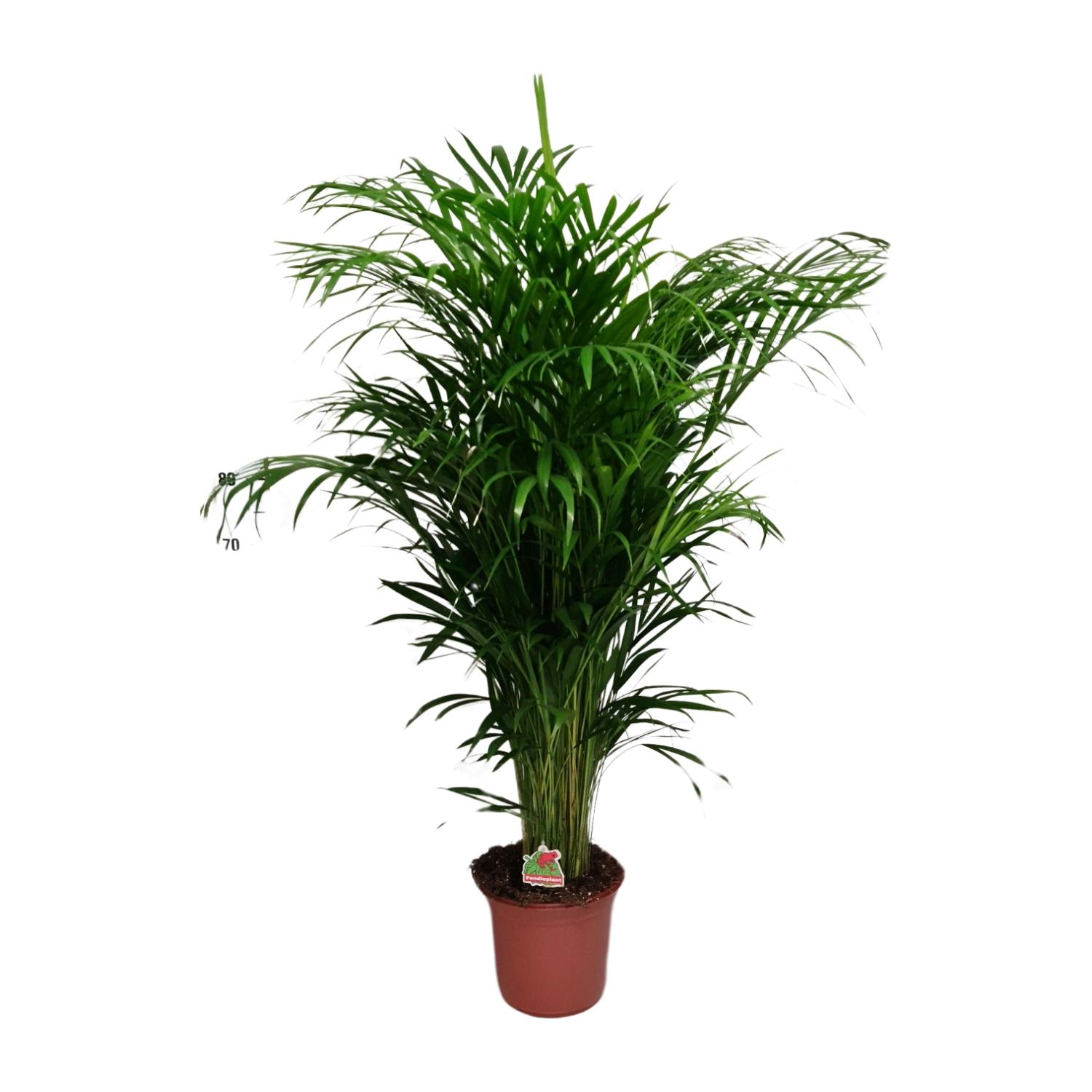 Dypsis Lutescens en pot Ø24cm  Hauteur 125cm. Plante verte type Dypsis Lutescens, livrée en pot, idéale pour intérieur lumineux.