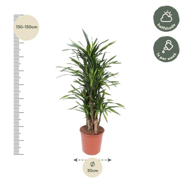 Dracaena Riki en pot Ø30cm. Plante verte type Dracaena Riki, livrée en pot, idéale pour intérieur lumineux. – Image 2