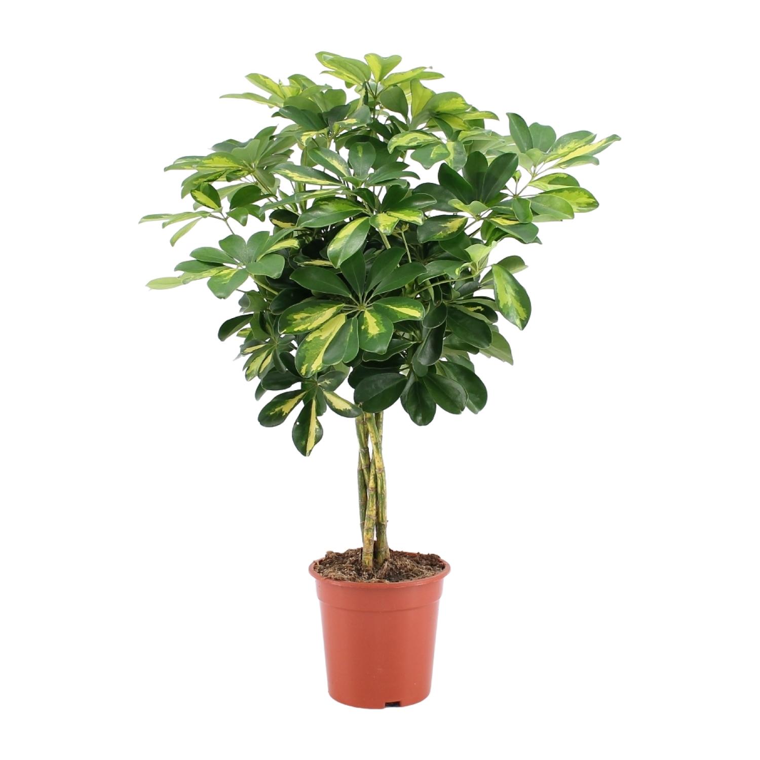 Schefflera Arboricola Gold Capella en pot Ø19cm  Hauteur 75cm. Plante verte type Schefflera Arboricola Gold Capella, livrée en pot, idéale pour intérieur lumineux.