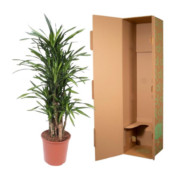 Dracaena Riki en pot Ø30cm. Plante verte type Dracaena Riki, livrée en pot, idéale pour intérieur lumineux. – Image 3