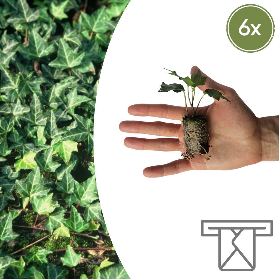 Hedera 'Green Ripple'  6 Pluggen | Kweek & Geniet van de Mooie Klimplant en pot. Plante verte type Hedera 'Green Ripple'  6 Pluggen | Kweek & Geniet van de Mooie Klimplant, livrée en pot, idéale pour intérieur lumineux.