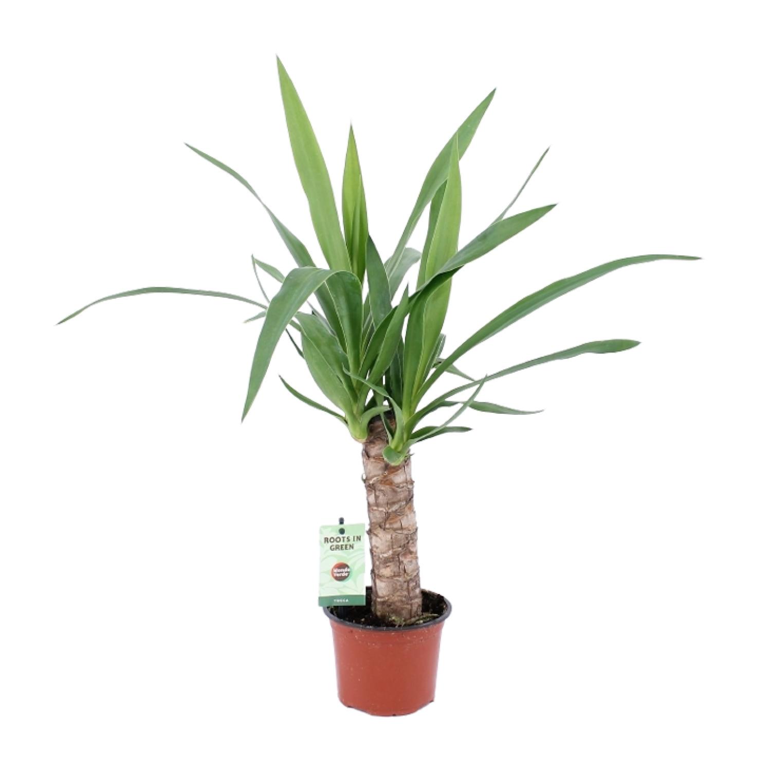 Yucca en pot Ø12cm  Hauteur 50cm. Plante verte type Yucca, livrée en pot, idéale pour intérieur lumineux.