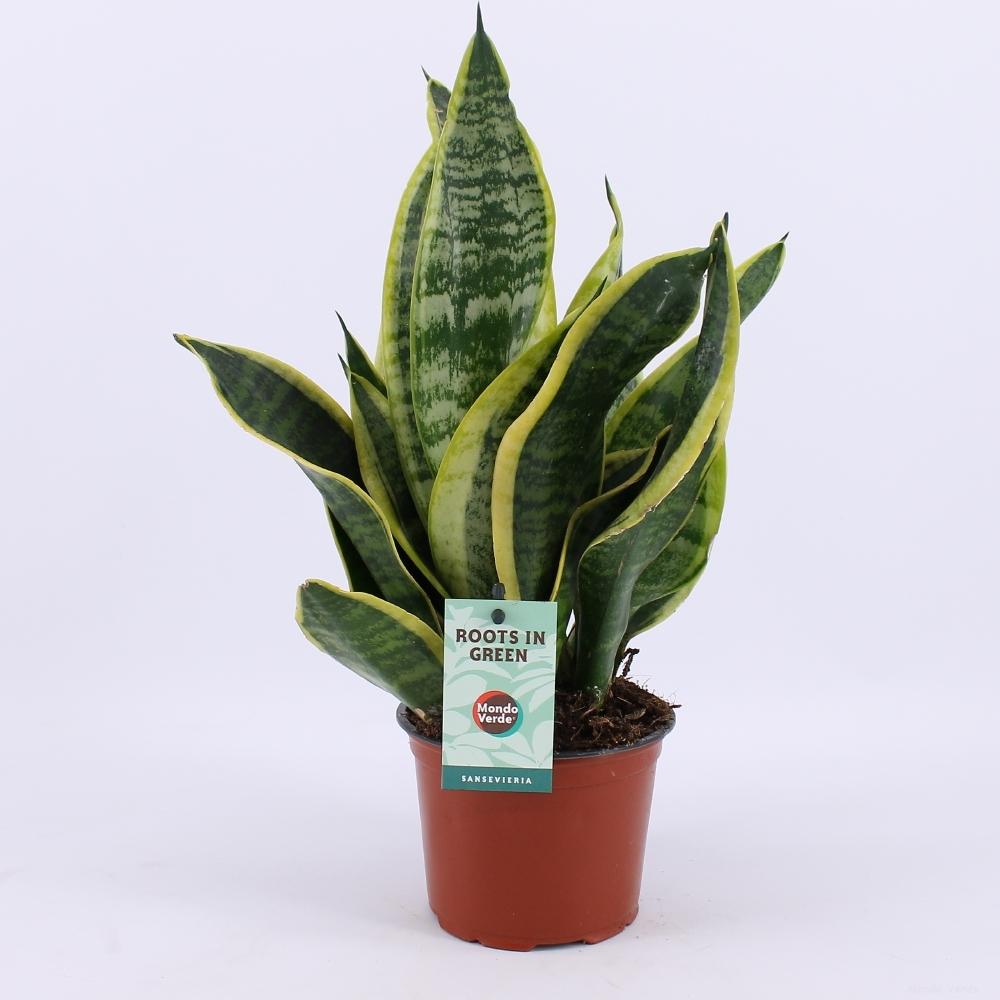 Sansevieria Futura Superba en pot Ø12cm  Hauteur 35cm. Plante verte type Sansevieria Futura Superba, livrée en pot, idéale pour intérieur lumineux.