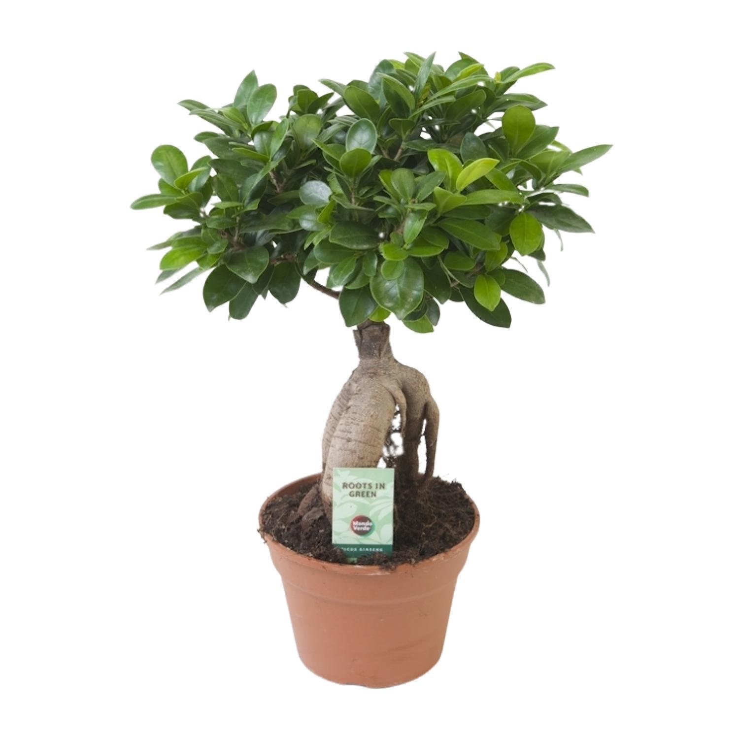 Ficus Ginseng en pot Ø17cm  Hauteur 40cm. Plante verte type Ficus Ginseng, livrée en pot, idéale pour intérieur lumineux.