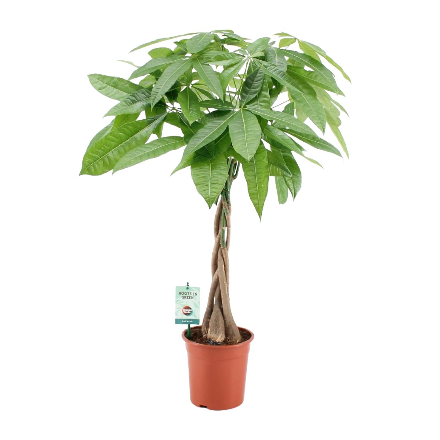 Pachira Aqautica en pot Ø19cm  Hauteur 80cm. Plante verte type Pachira Aqautica, livrée en pot, idéale pour intérieur lumineux.