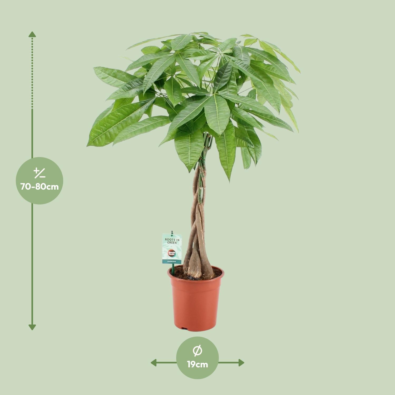 Pachira Aqautica en pot Ø19cm  Hauteur 80cm. Plante verte type Pachira Aqautica, livrée en pot, idéale pour intérieur lumineux. – Image 2