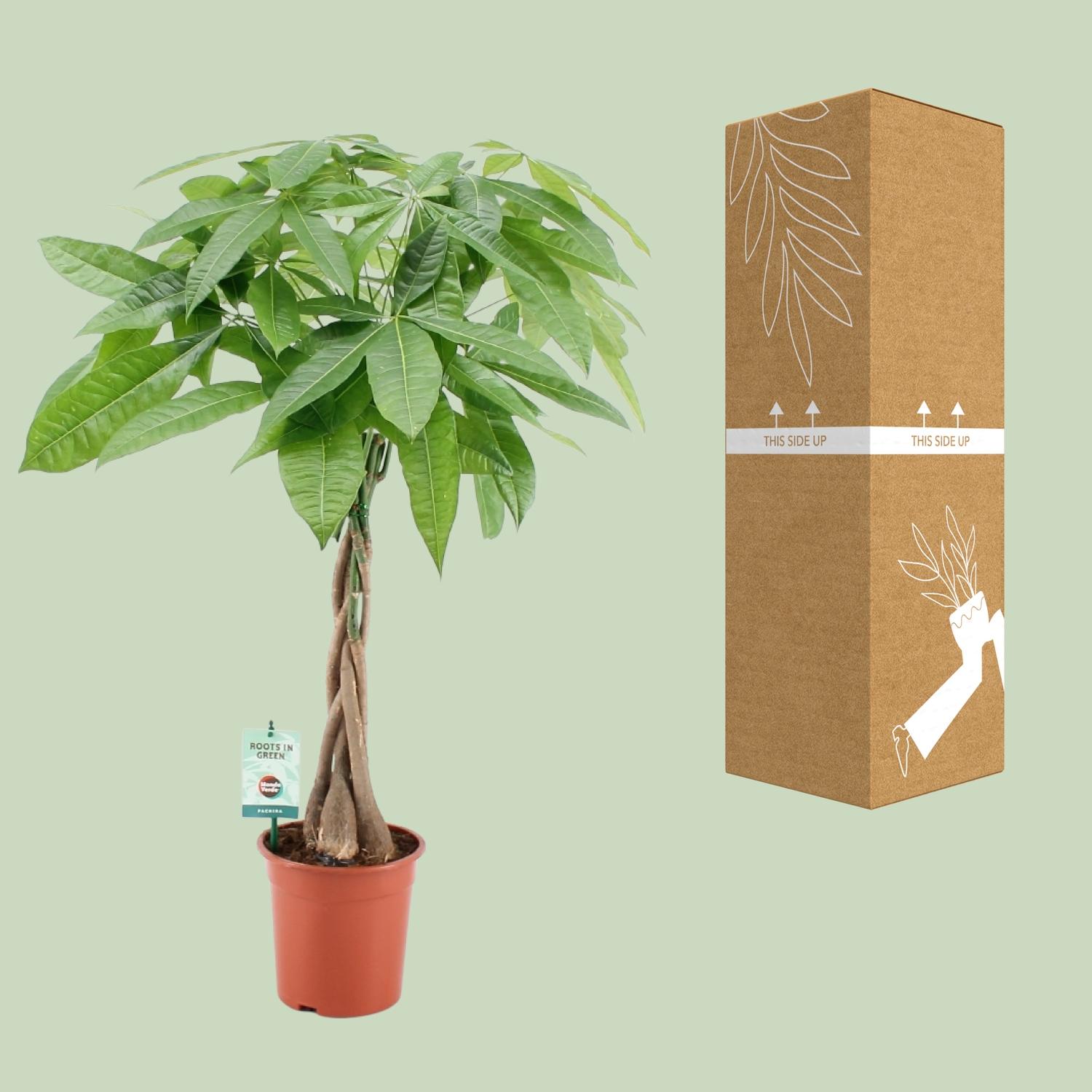 Pachira Aqautica en pot Ø19cm  Hauteur 80cm. Plante verte type Pachira Aqautica, livrée en pot, idéale pour intérieur lumineux. – Image 3