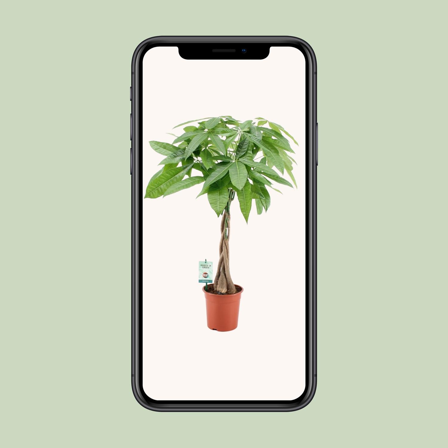 Pachira Aqautica en pot Ø19cm  Hauteur 80cm. Plante verte type Pachira Aqautica, livrée en pot, idéale pour intérieur lumineux. – Image 4