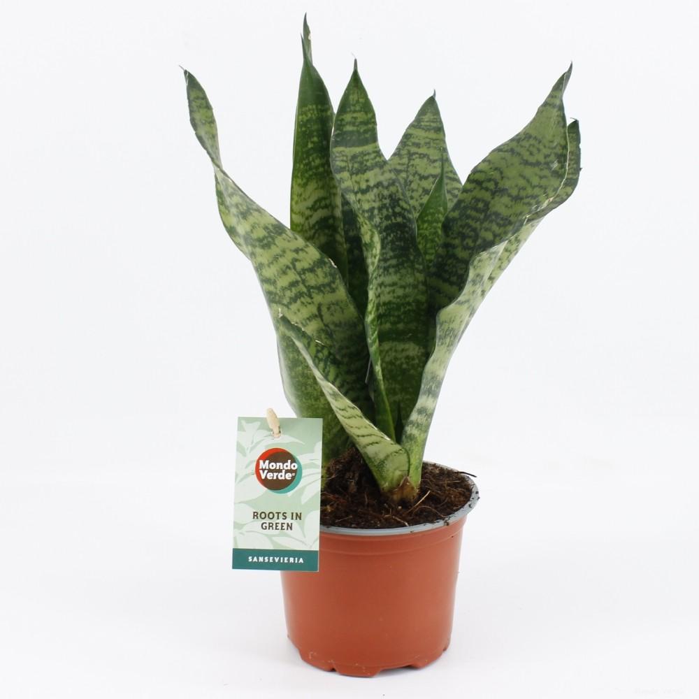 Sansevieria Black Coral en pot Ø12cm  Hauteur 35cm. Plante verte type Sansevieria Black Coral, livrée en pot, idéale pour intérieur lumineux.