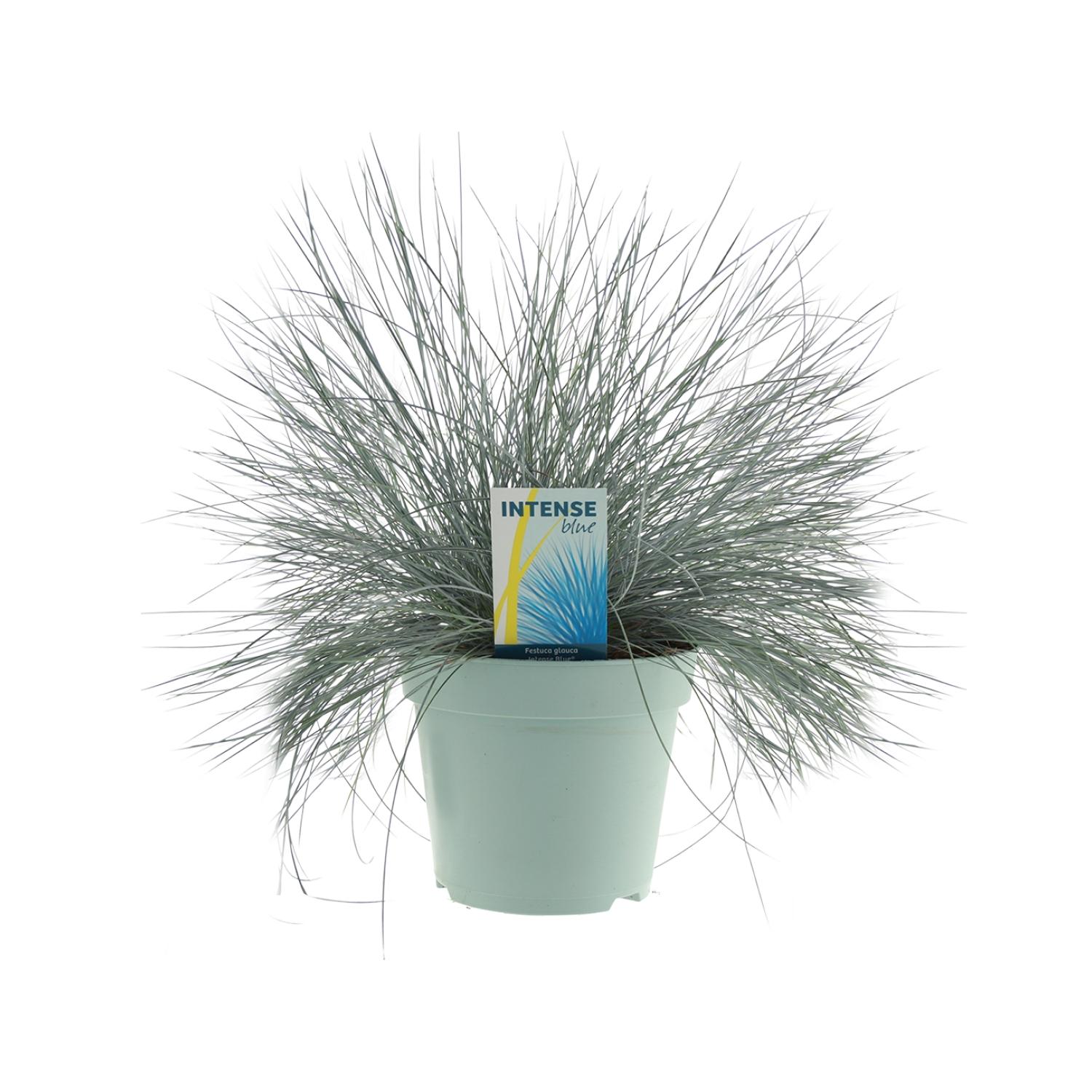 Festuca Glauca Intense Blue® en pot Ø17cm  Hauteur 35cm. Plante verte type Festuca Glauca Intense Blue®, livrée en pot, idéale pour intérieur lumineux.