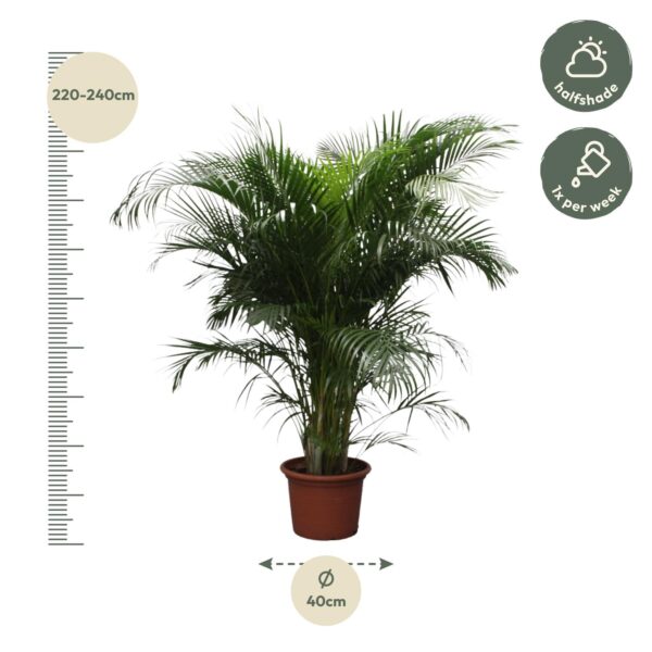 Dypsis Lutescens (Areca Palm) en pot Ø40cm. Plante verte type Dypsis Lutescens (Areca Palm), livrée en pot, idéale pour intérieur lumineux. – Image 2