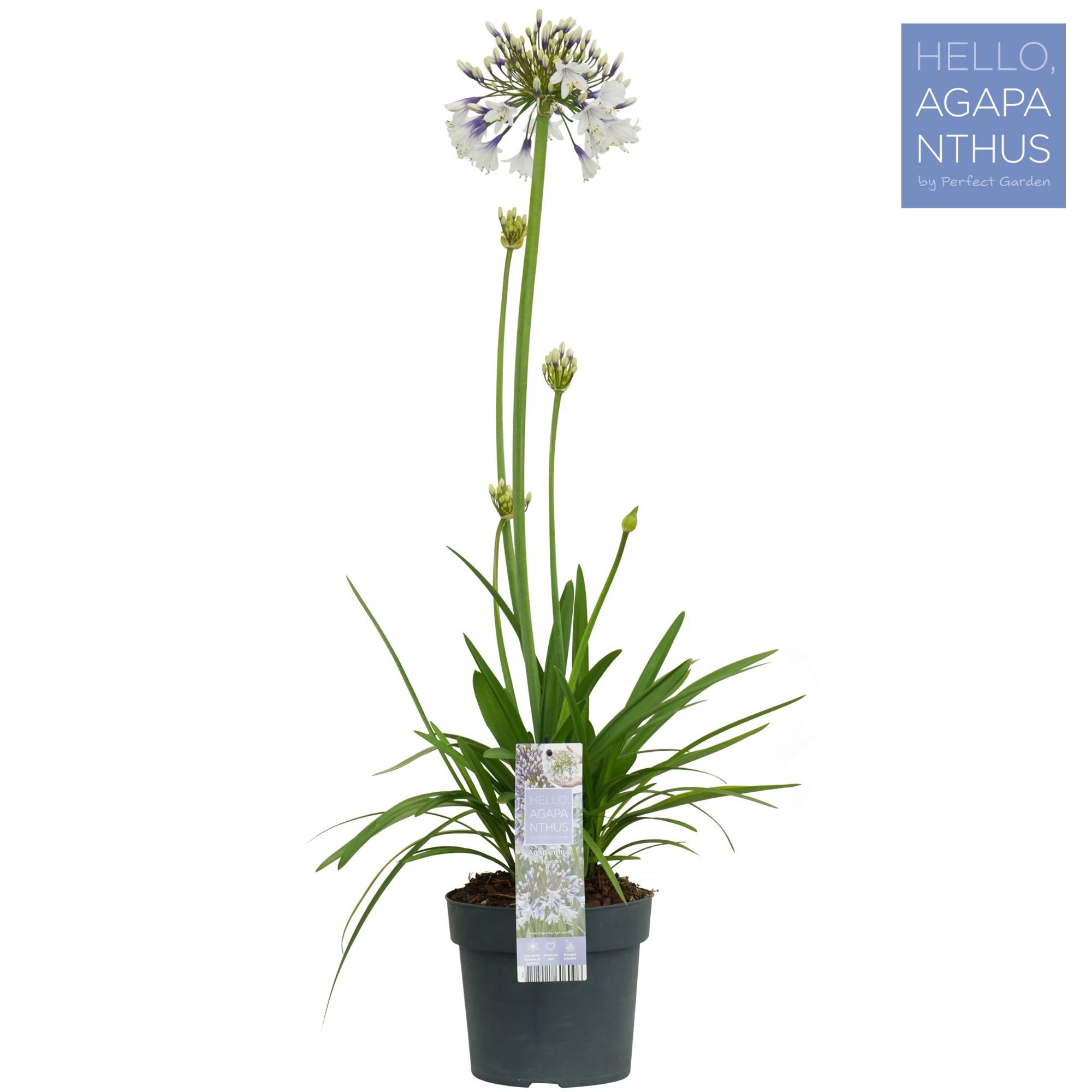 Agapanthus Fireworks en pot Ø19cm  Hauteur 75cm. Plante verte type Agapanthus Fireworks, livrée en pot, idéale pour intérieur lumineux.