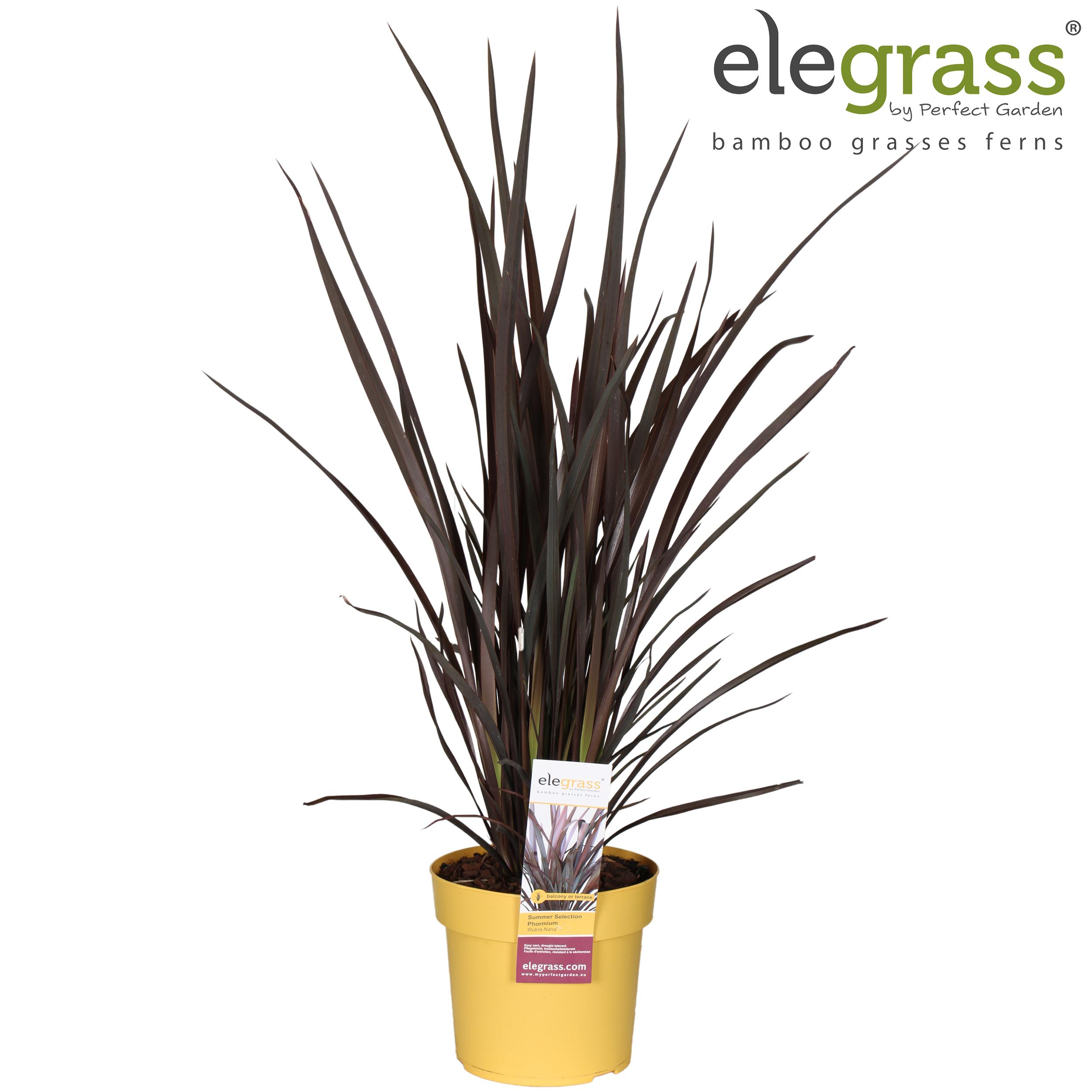 Phormium Rubra Nana en pot Ø19cm  Hauteur 70cm. Plante verte type Phormium Rubra Nana, livrée en pot, idéale pour intérieur lumineux.