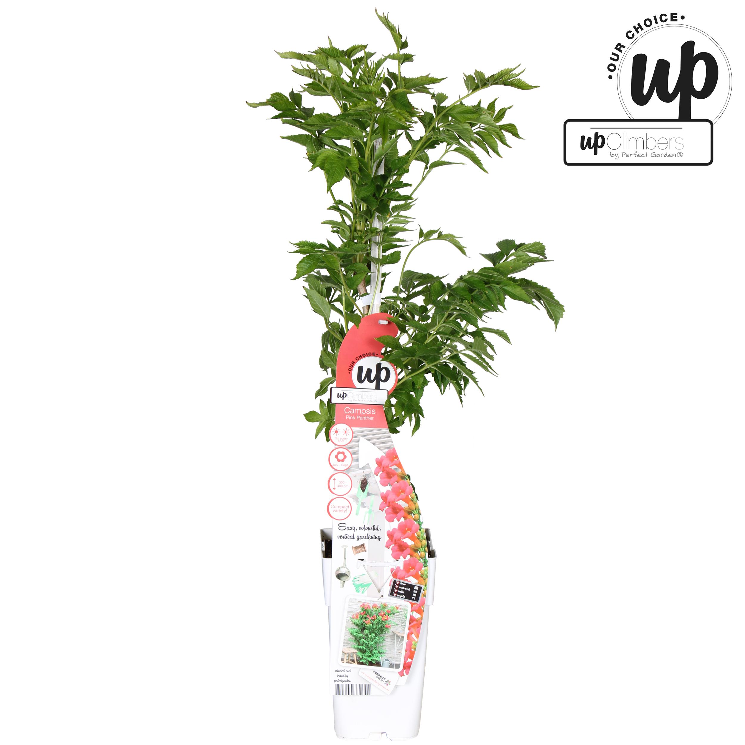 Campsis Pink Panther en pot. Plante verte type Campsis Pink Panther, livrée en pot, idéale pour intérieur lumineux.