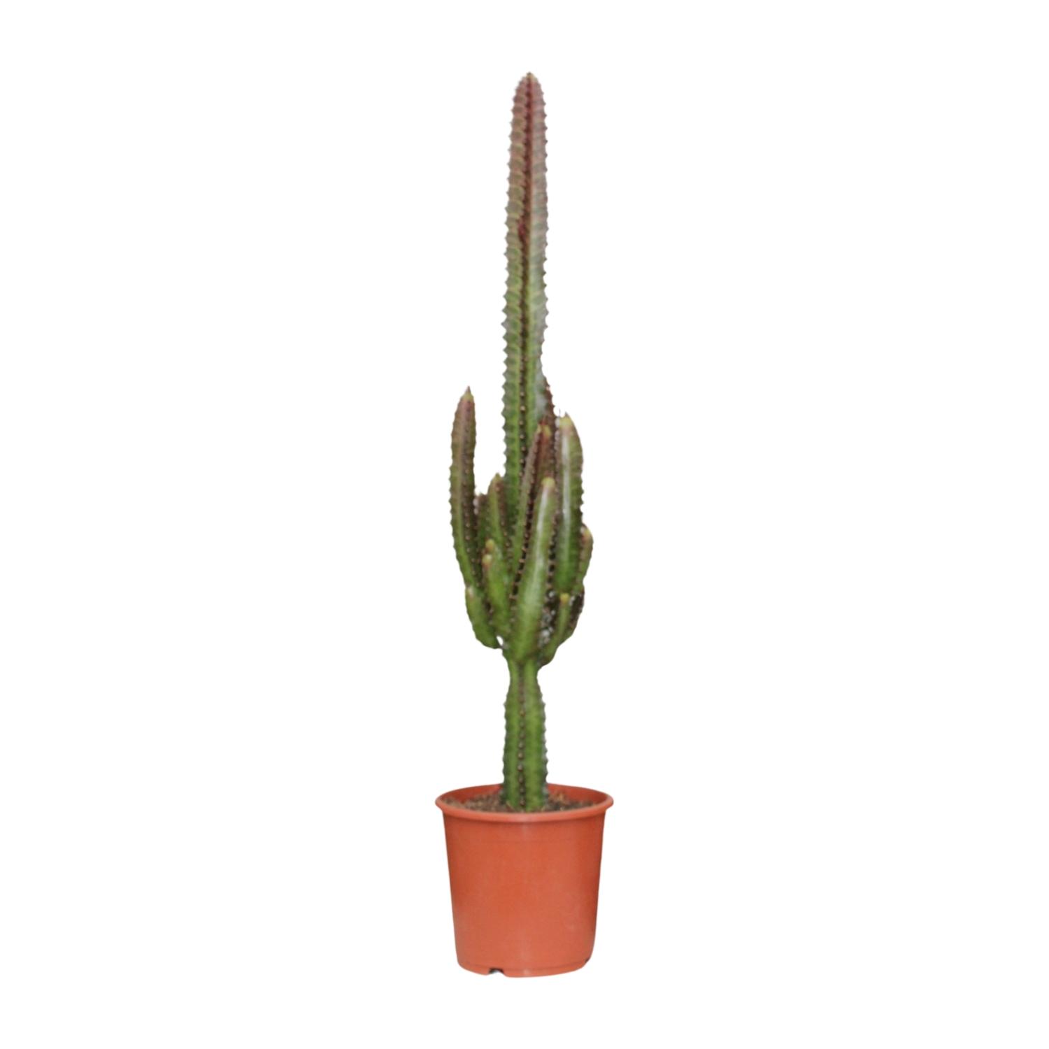 Euphorbia Trigona Rubra en pot Ø17cm  Hauteur 70cm. Plante verte type Euphorbia Trigona Rubra, livrée en pot, idéale pour intérieur lumineux.