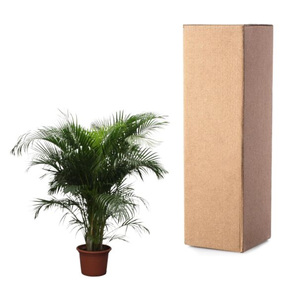 Dypsis Lutescens (Areca Palm) en pot Ø40cm. Plante verte type Dypsis Lutescens (Areca Palm), livrée en pot, idéale pour intérieur lumineux. – Image 3