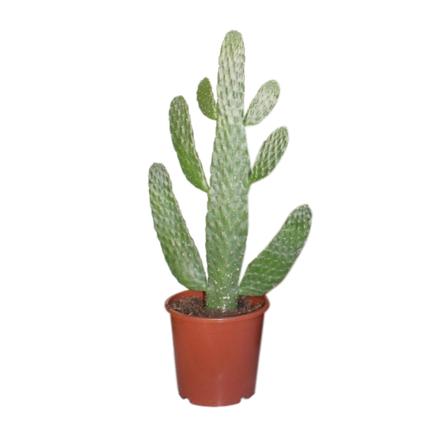 Opuntia Consolea en pot Ø17cm  Hauteur 40cm. Plante verte type Opuntia Consolea, livrée en pot, idéale pour intérieur lumineux.