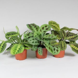 Maranta Leuconeura 'Fascinator' Mix 3 Soorten en pot. Plante verte type Maranta Leuconeura 'Fascinator' Mix 3 Soorten, livrée en pot, idéale pour intérieur lumineux.
