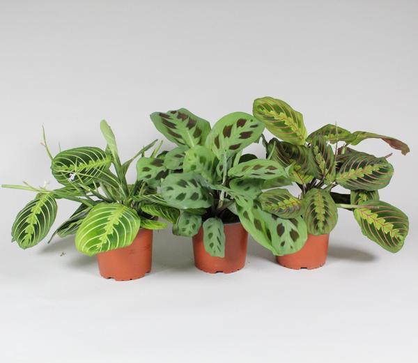 Maranta Leuconeura 'Fascinator' Mix 3 Soorten en pot. Plante verte type Maranta Leuconeura 'Fascinator' Mix 3 Soorten, livrée en pot, idéale pour intérieur lumineux.